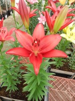 [5098 Pasoloni VWS No02.JPG]